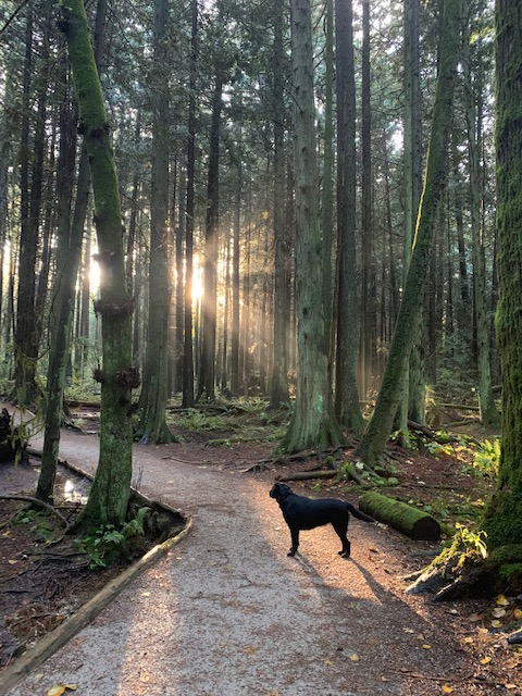 pacific spirit image