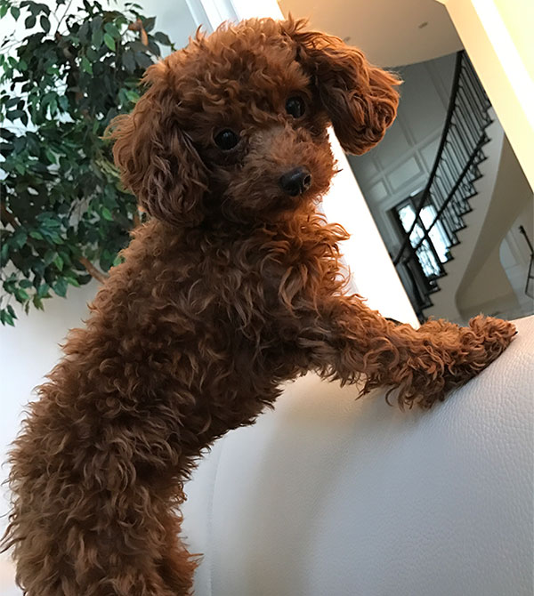 dog wa wa
