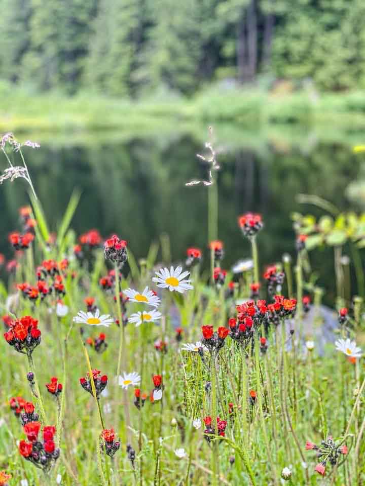 Spring Escape BC