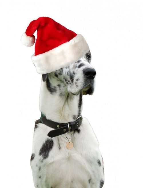 christmas dog santa hat 1380750288ive