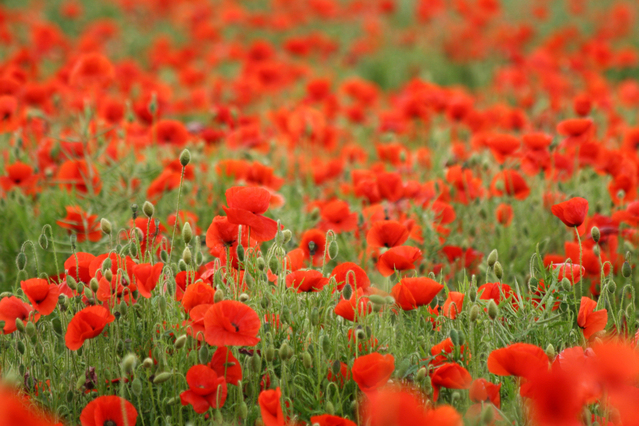 poppies 1369329 639x426